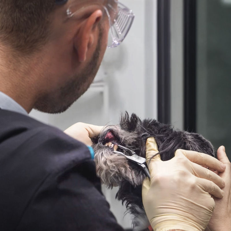 Limpieza dental canina sin anestesia en clase